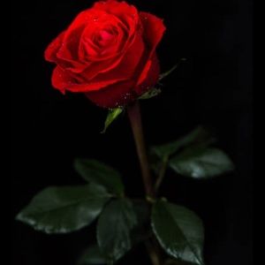 Meet your Posher, Mary